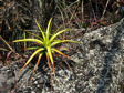 Hechtia stenopetala